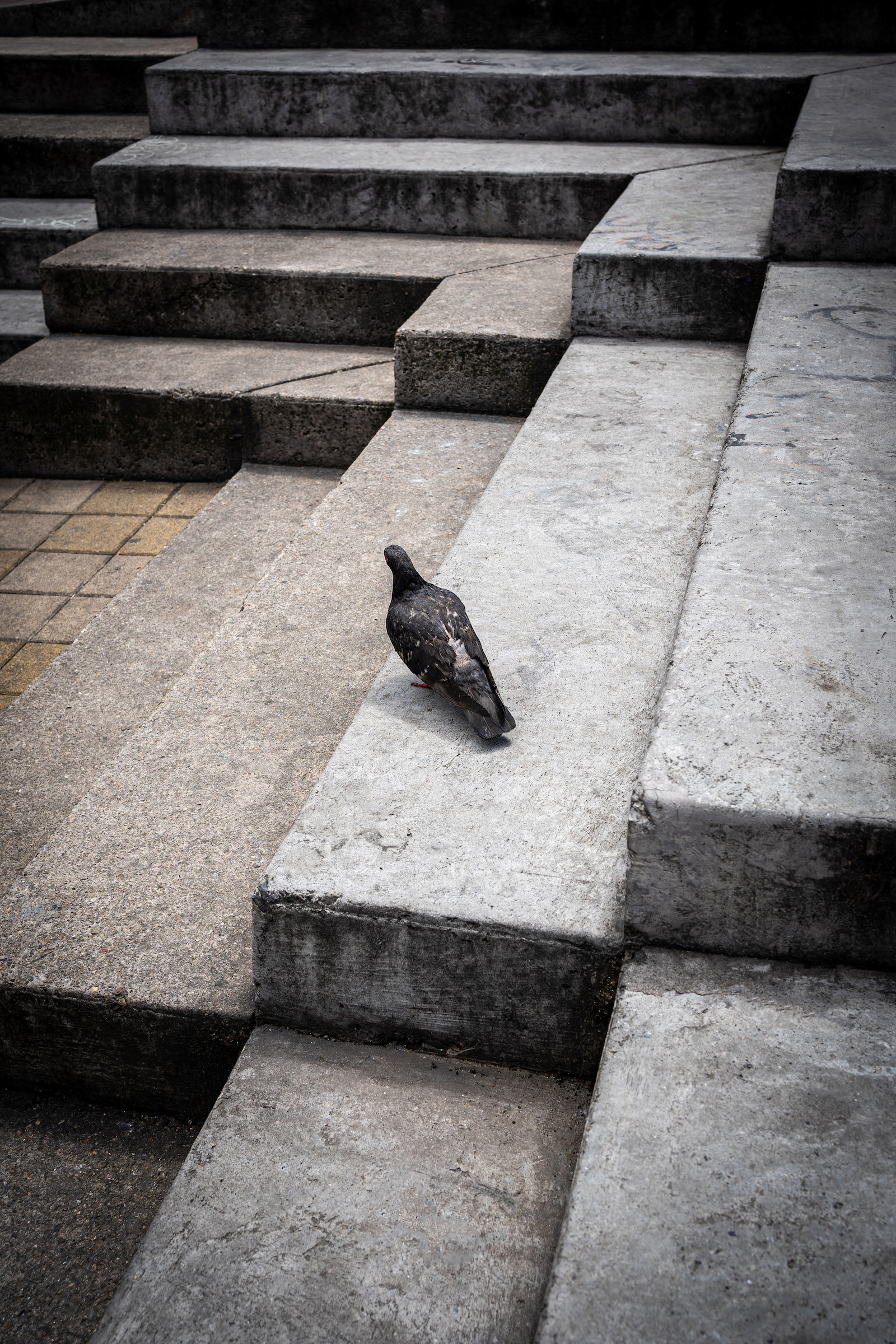 Paloma Pigeon in Bogota Colombia Grey Steps