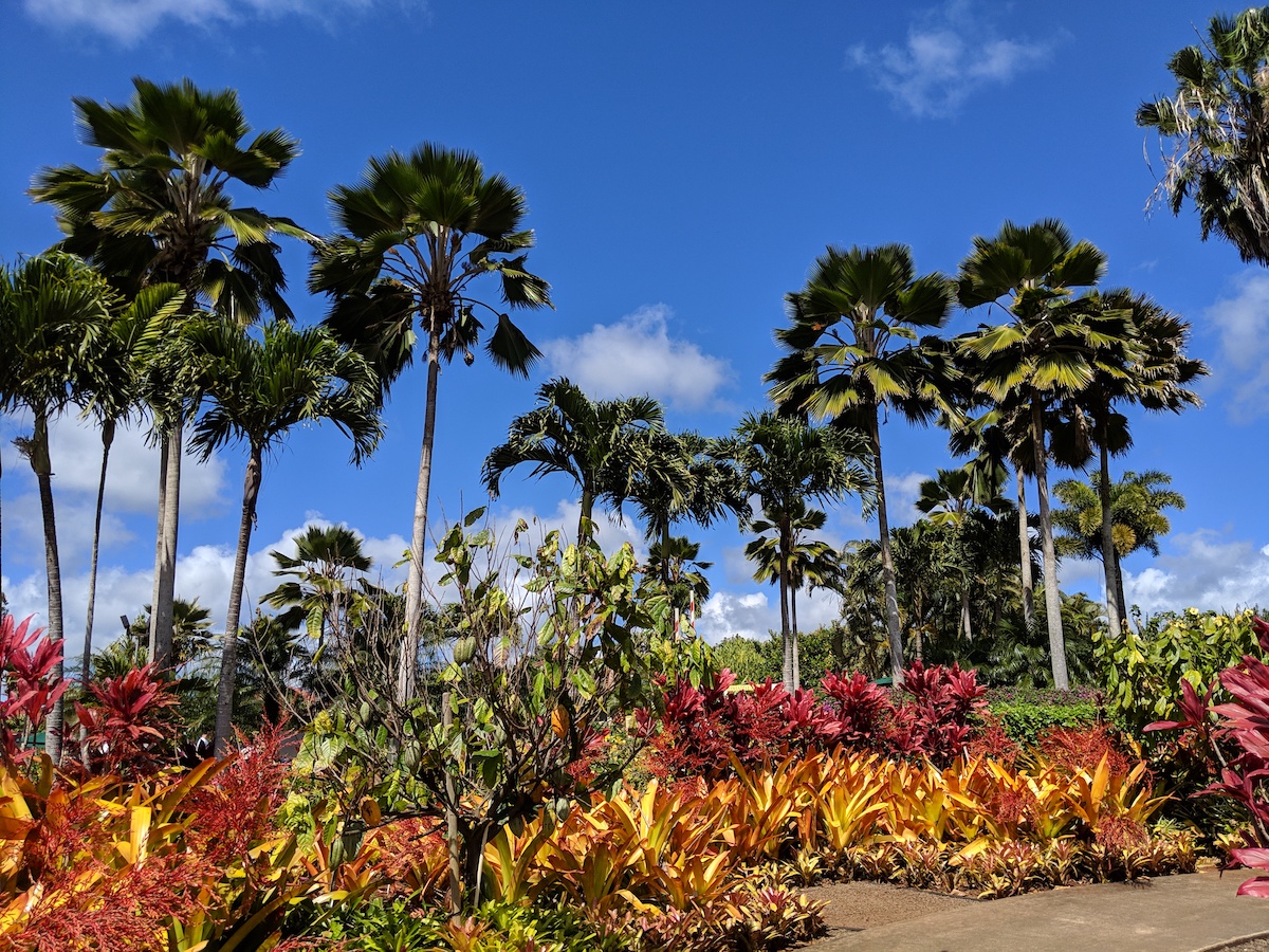 Dole Pineapple Plantation colorful garden with palm trees