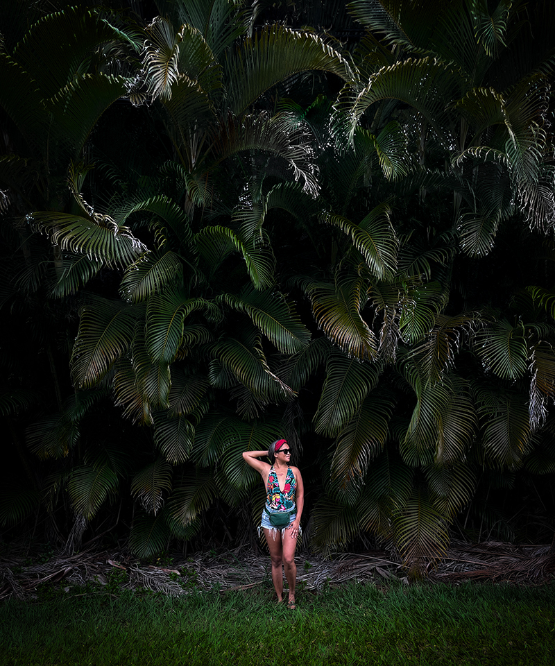 Kauai Hawaii palm tree hedges