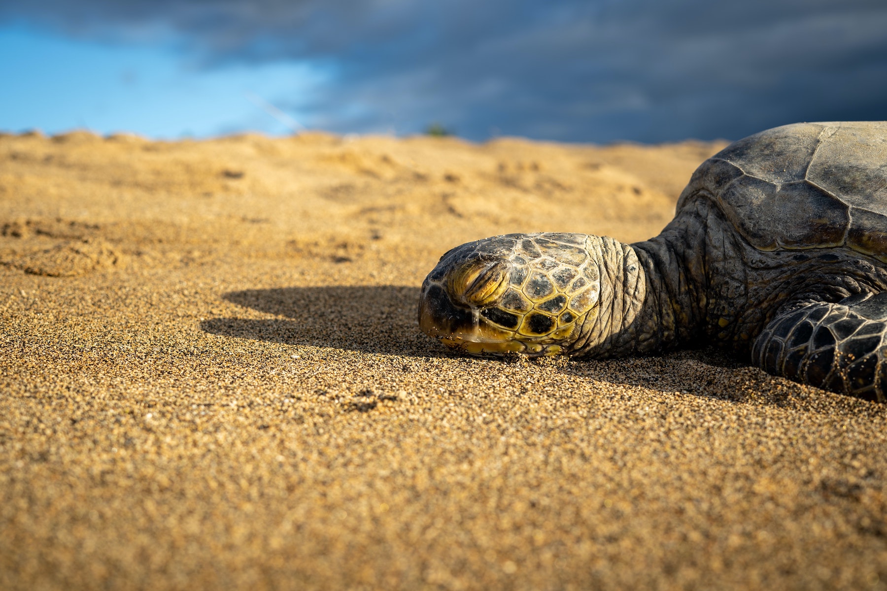Sea turtle on the beach on the Big Island of Hawaii