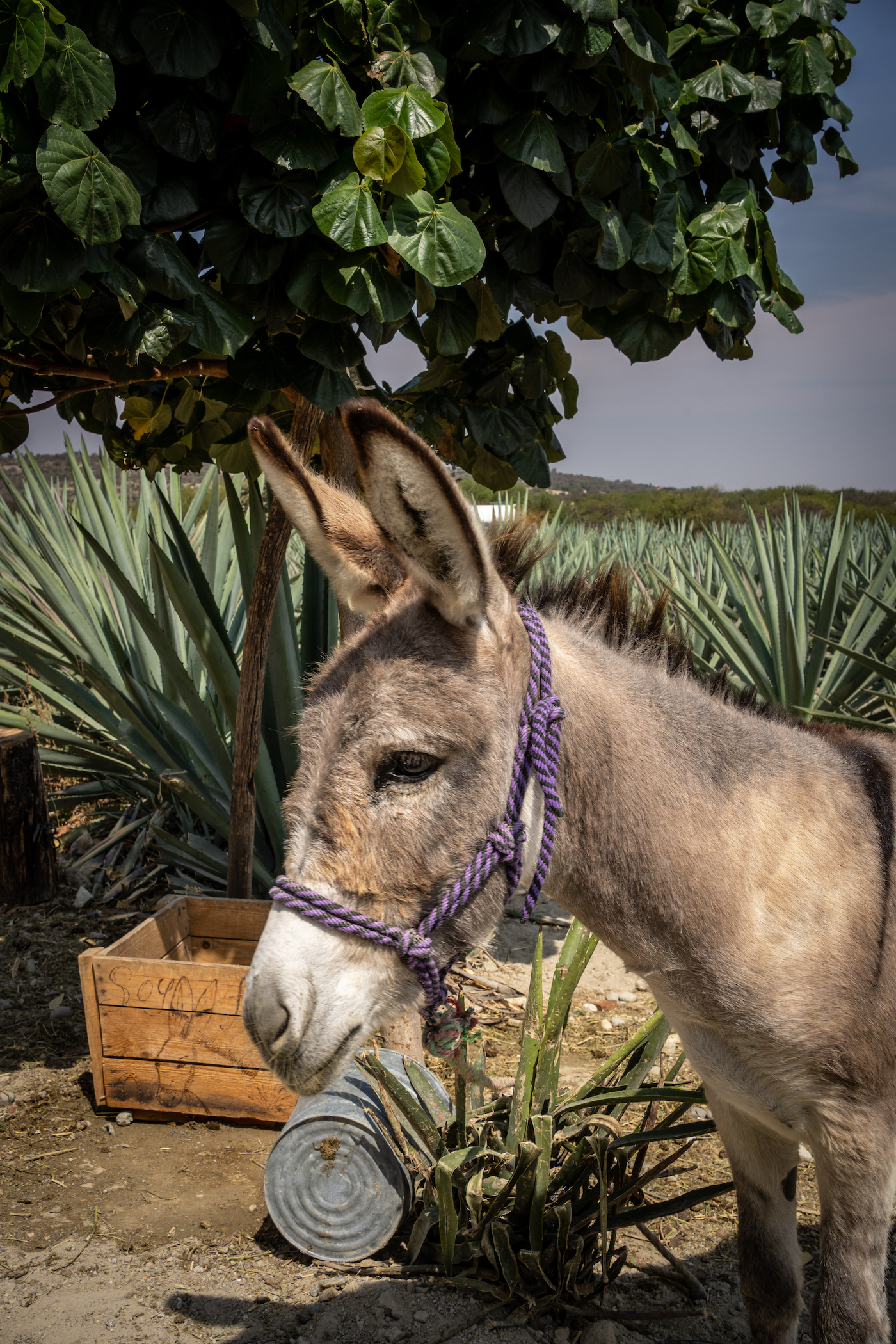 Burro Donkey living on an agave farm in Matatlan Oaxaca Mexico