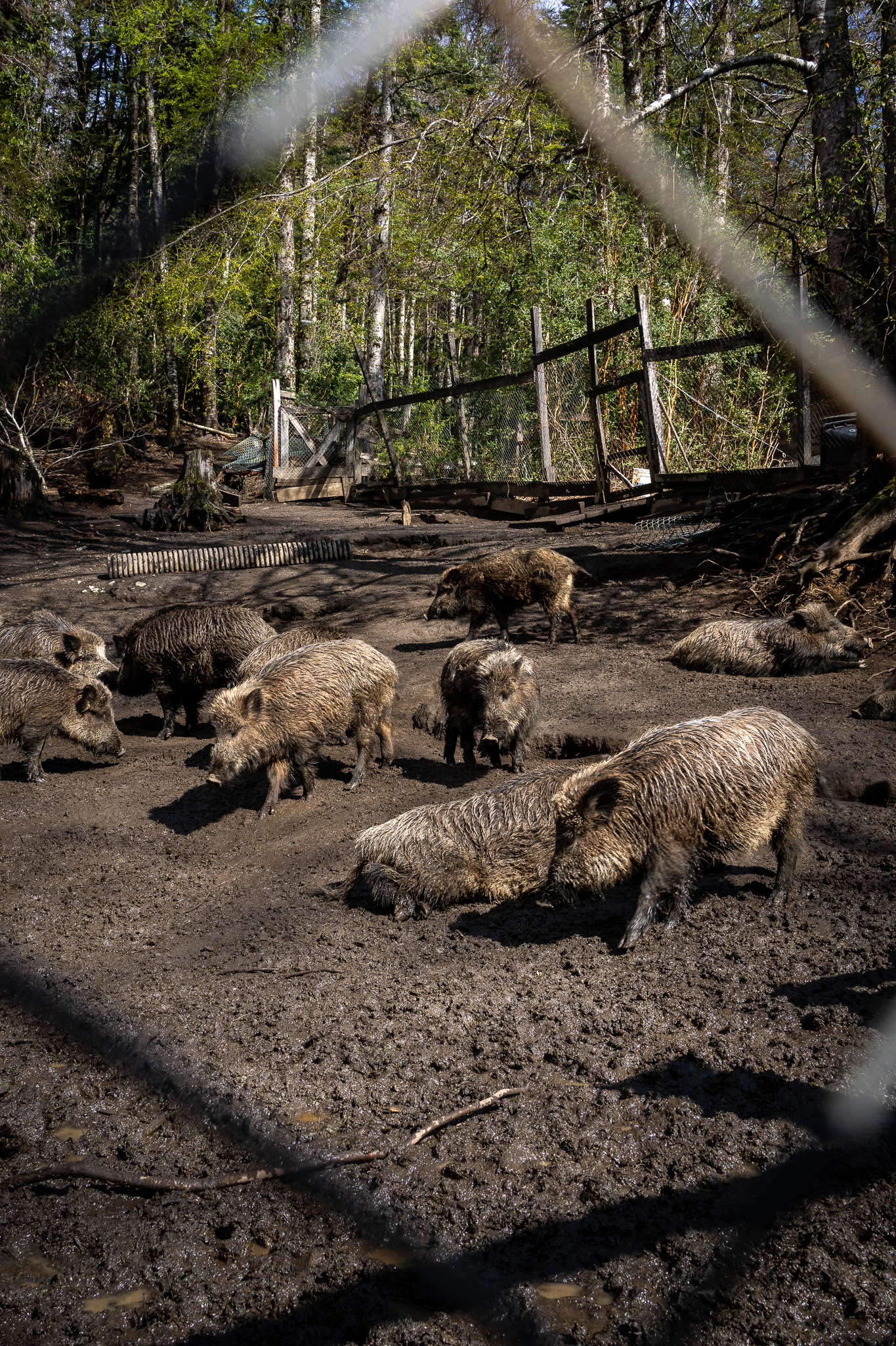 jabalies Boars at the deer park huilo huilo chile