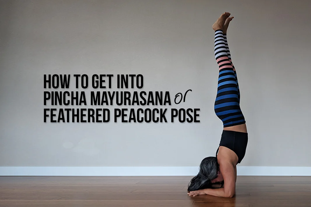 Yoga Pose Breakdown — Pincha Mayurasana aka Feathered Peacock Pose