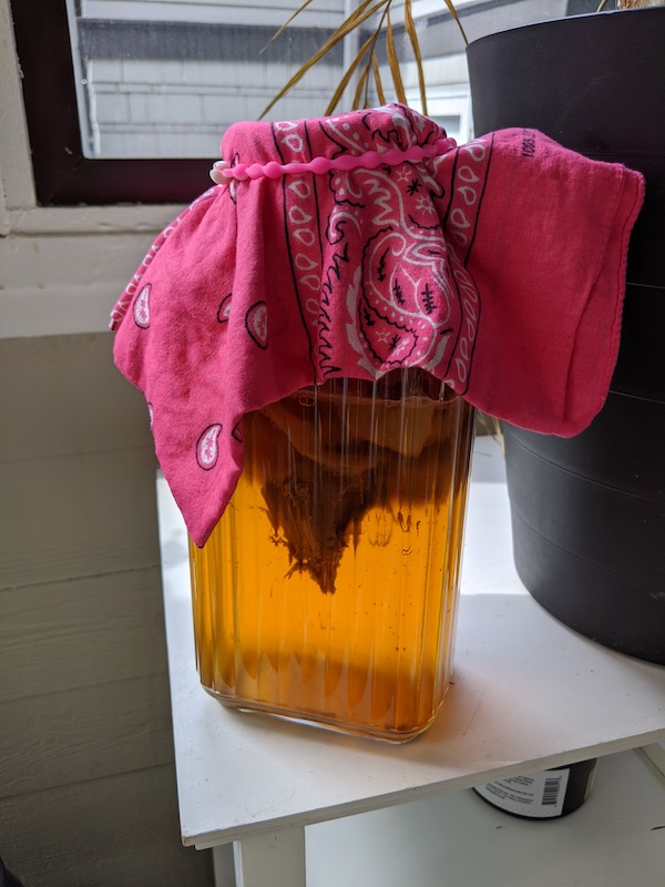 how to brew homemade kombucha in pitcher at home