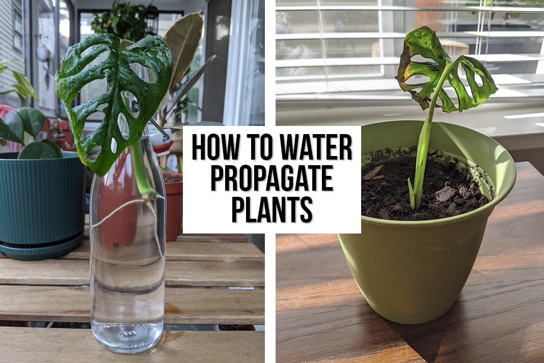 How Propagate Plants | Plant Water Propagation Guide - Schimiggy