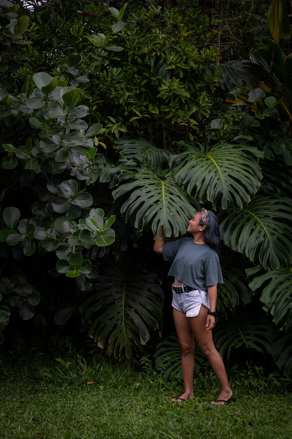 Road to Hana Maui Hawaii Monstera Deliciosa Plant