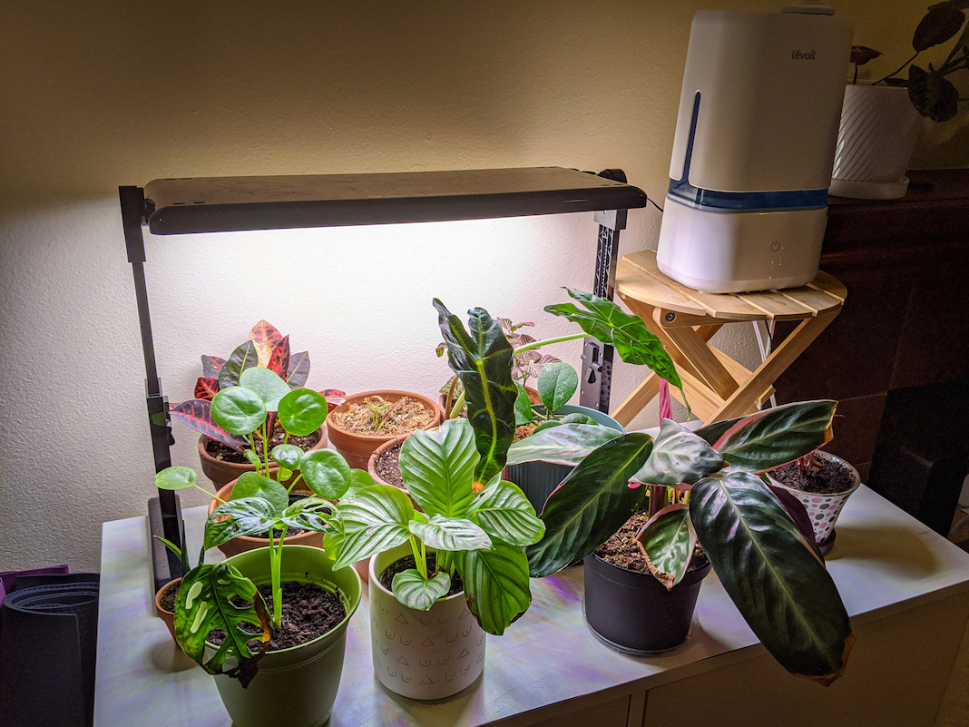 How to Keep Your Indoor Plants Alive In the Winter