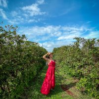 Perrin and Co Ella Dress Review Apple Red