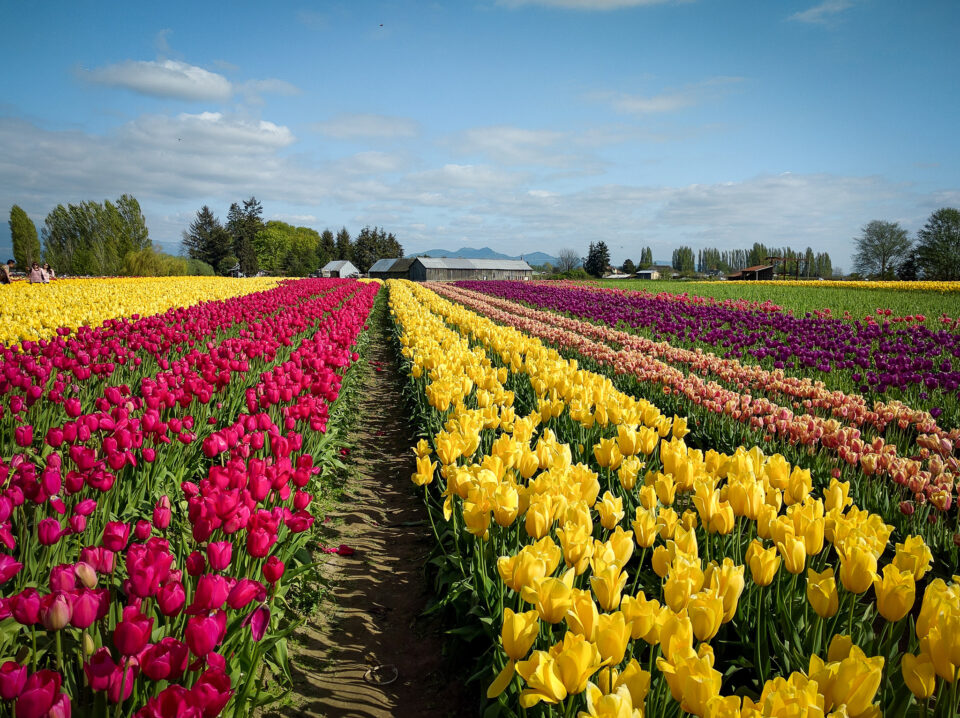 Best Tulip Farms in Washington State - Schimiggy Reviews