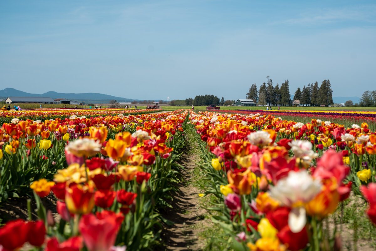 Best Tulip Farms in Washington State - Schimiggy Reviews