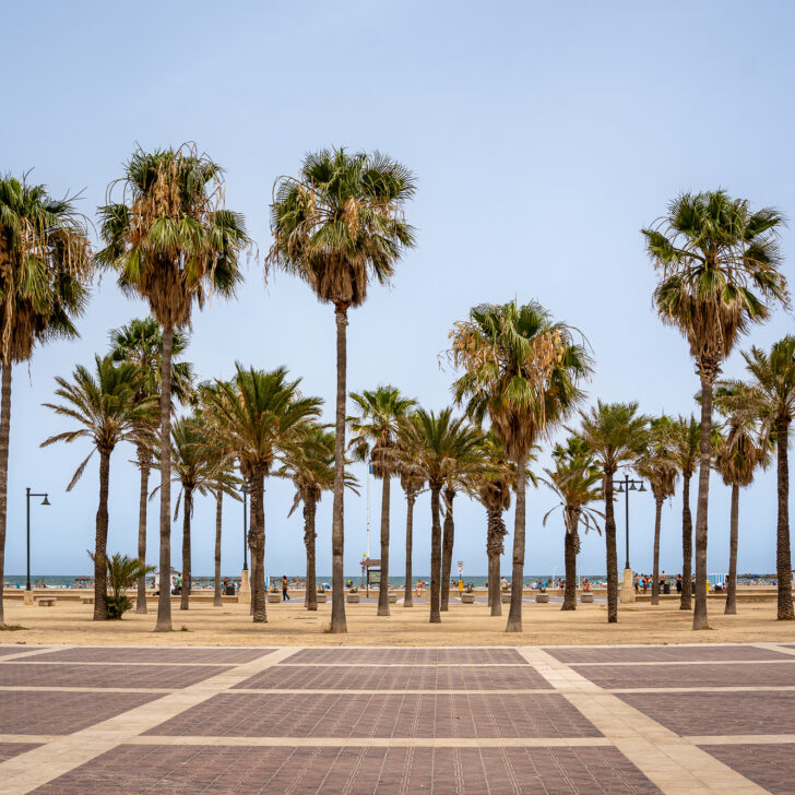 palm tree cluster on playa de la malva-rosa Valencia Spain