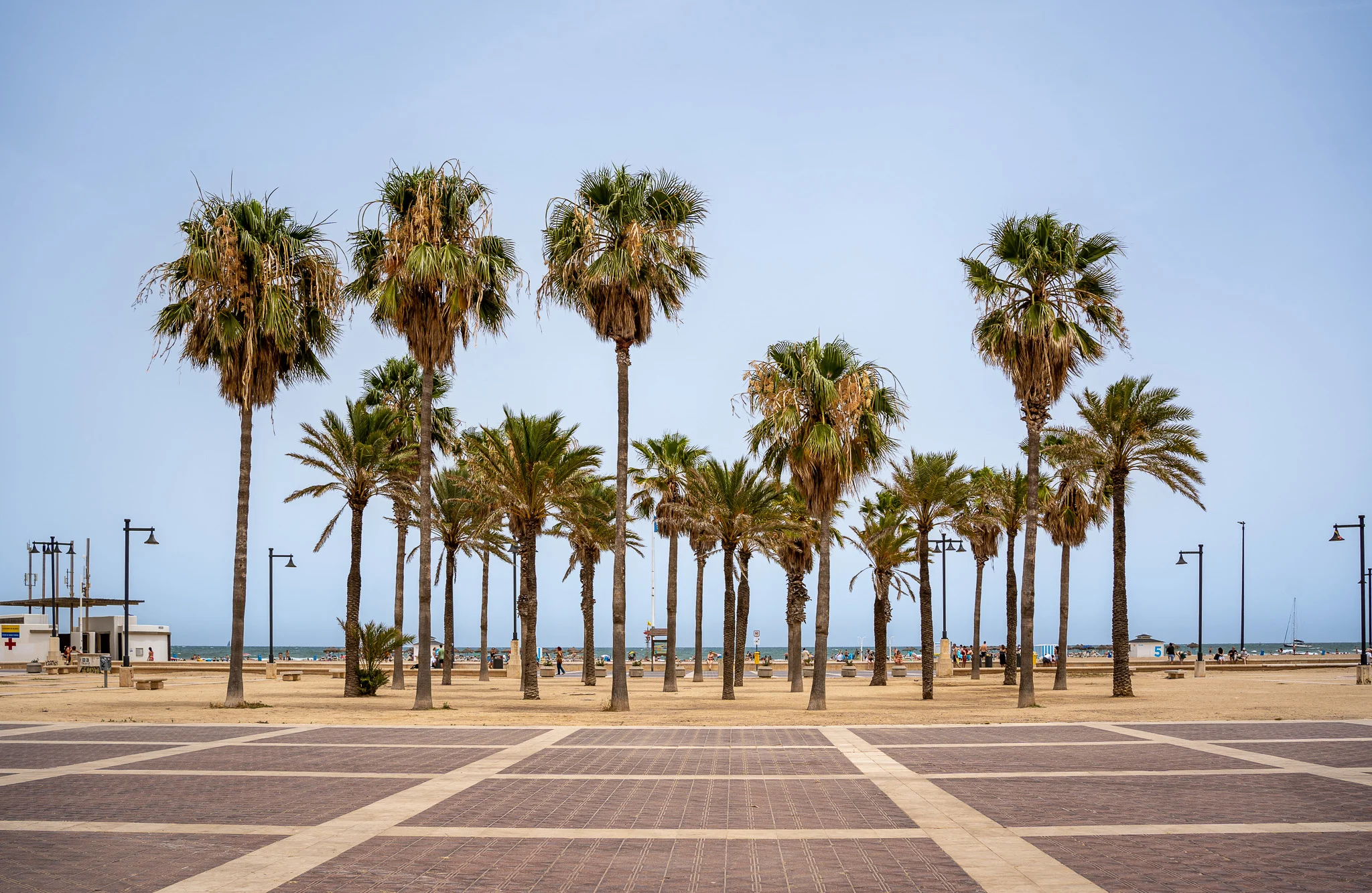 palm tree cluster on playa de la malva-rosa Valencia Spain